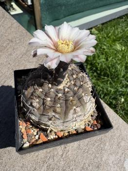 Preview: Gymnocalycium ragonesei